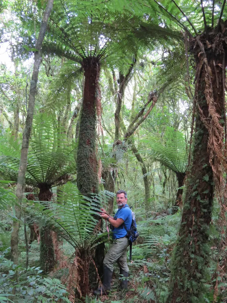 biólogos dentro da floresta medindo o diâmetro à altura do peito (DAP) de um Xaxim