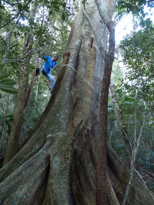 biólogo medindo a circunferência do caule de uma figueira de grande porte dentro da floresta