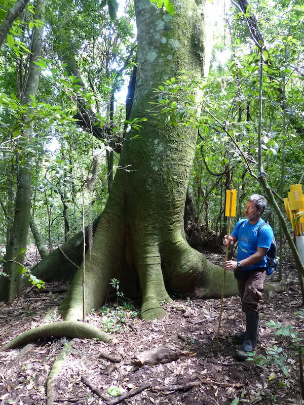 biólogo dentro da floresta demarcando o vértice de uma parcela amostral